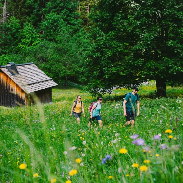 Wandern Sommer Morzine